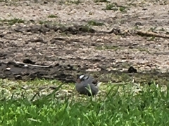 Zonotrichia leucophrys