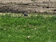 Zonotrichia leucophrys