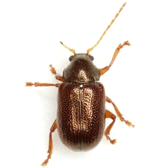 Tymnes metasternalis