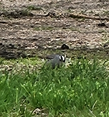 Zonotrichia leucophrys