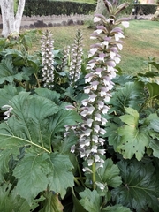 Acanthus mollis