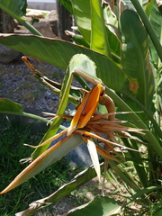 Strelitzia