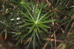 Cyathodes glauca