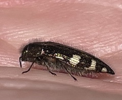 Acmaeodera prorsa