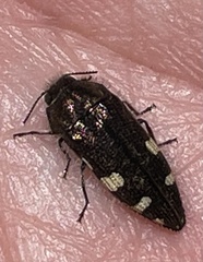 Acmaeodera prorsa
