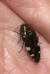 Acmaeodera prorsa