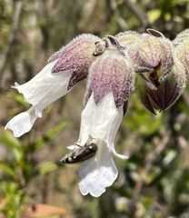Acmaeodera prorsa