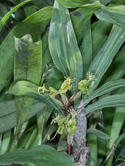 Cycnoches stenodactylon