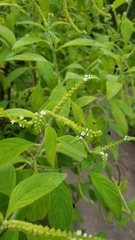 Heliotropium rufipilum