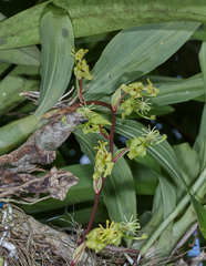 Cycnoches stenodactylon