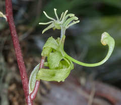 Cycnoches stenodactylon