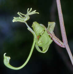 Cycnoches stenodactylon