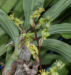 Cycnoches stenodactylon