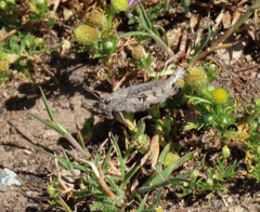 Chimarocephala pacifica