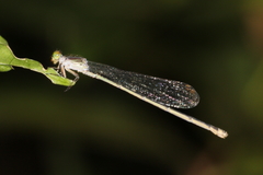 Pseudagrion lucifer