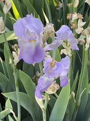 Iris