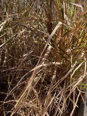 Poaceae