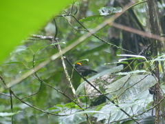 Tachyphonus delatrii