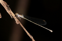 Pseudagrion lucifer