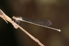 Pseudagrion lucifer