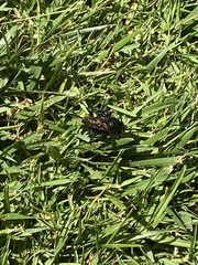 Xylocopa tabaniformis