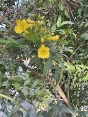 Tecoma stans