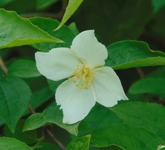Philadelphus coronarius