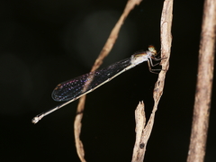Pseudagrion lucifer