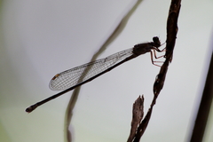 Pseudagrion lucifer