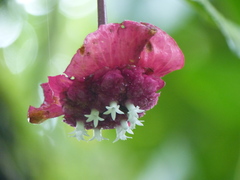 Palicourea correae