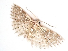 Alucita flavofascia