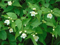Philadelphus coronarius