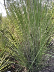 Poaceae