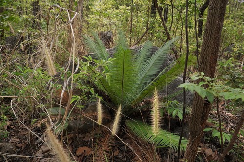 Cycas siamensis, photograph 5