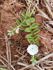 Evolvulus prostratus