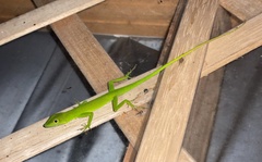 Anolis chloris