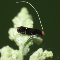 Adela septentrionella