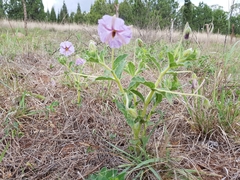 Lycianthes moziniana