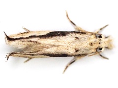 Erechthias atririvis