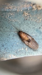 Myrmecoblatta hebardi