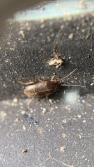 Myrmecoblatta hebardi
