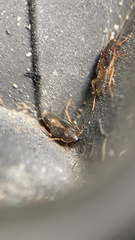 Myrmecoblatta hebardi