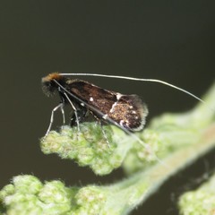 Adela septentrionella