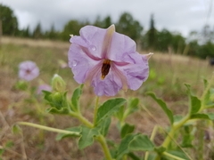 Lycianthes moziniana