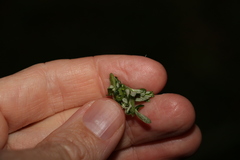 Ozothamnus rufescens