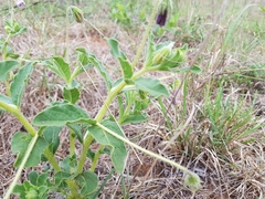Lycianthes moziniana