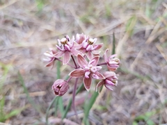 Asclepias fournieri