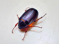 Phyllophaga anxia