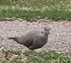 Streptopelia decaocto