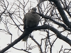 Streptopelia decaocto